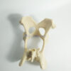 Canine/Dog Scientific Pelvis Skeleton Model Veterinary Education And Practice Use-0 Canine/Dog Scientific Pelvis Skeleton Model Veterinary Education And Practice Use
