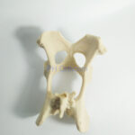 Canine/Dog Scientific Pelvis Skeleton Model Veterinary Education And Practice Use
