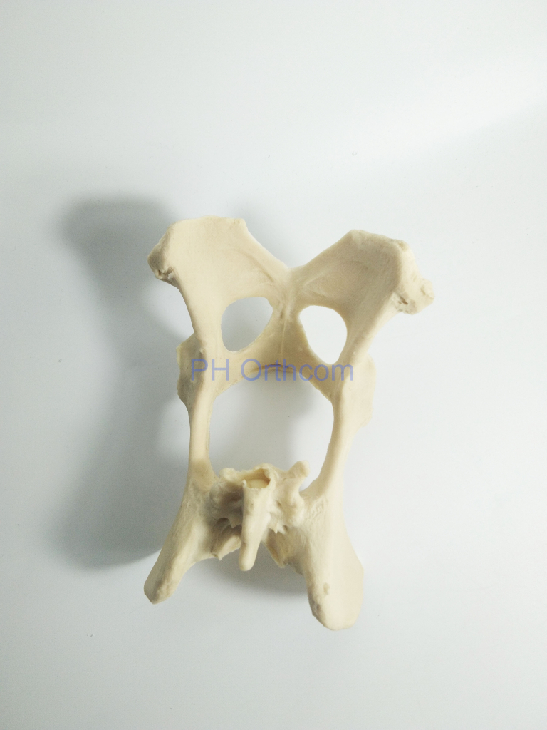 Canine/Dog Scientific Pelvis Skeleton Model Veterinary Education And Practice Use-0 Canine/Dog Scientific Pelvis Skeleton Model Veterinary Education And Practice Use
