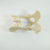 Canine/Dog Scientific Pelvis Skeleton Model Veterinary Education And Practice Use-1 Canine/Dog Scientific Pelvis Skeleton Model Veterinary Education And Practice Use