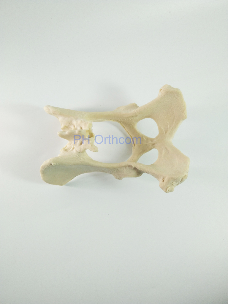Canine/Dog Scientific Pelvis Skeleton Model Veterinary Education And Practice Use-1 Canine/Dog Scientific Pelvis Skeleton Model Veterinary Education And Practice Use