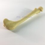 Canine/Dog Scientific Skeleton Model /Femur And Tibia For Veterinary Education And Practice Use