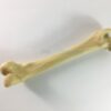Canine/Dog Scientific Skeleton Model /Femur And Tibia For Veterinary Education And Practice Use-1 Canine/Dog Scientific Skeleton Model /Femur And Tibia For Veterinary Education And Practice Use
