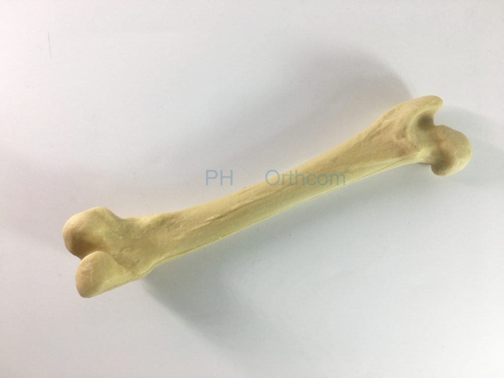 Canine/Dog Scientific Skeleton Model /Femur And Tibia For Veterinary Education And Practice Use-1 Canine/Dog Scientific Skeleton Model /Femur And Tibia For Veterinary Education And Practice Use