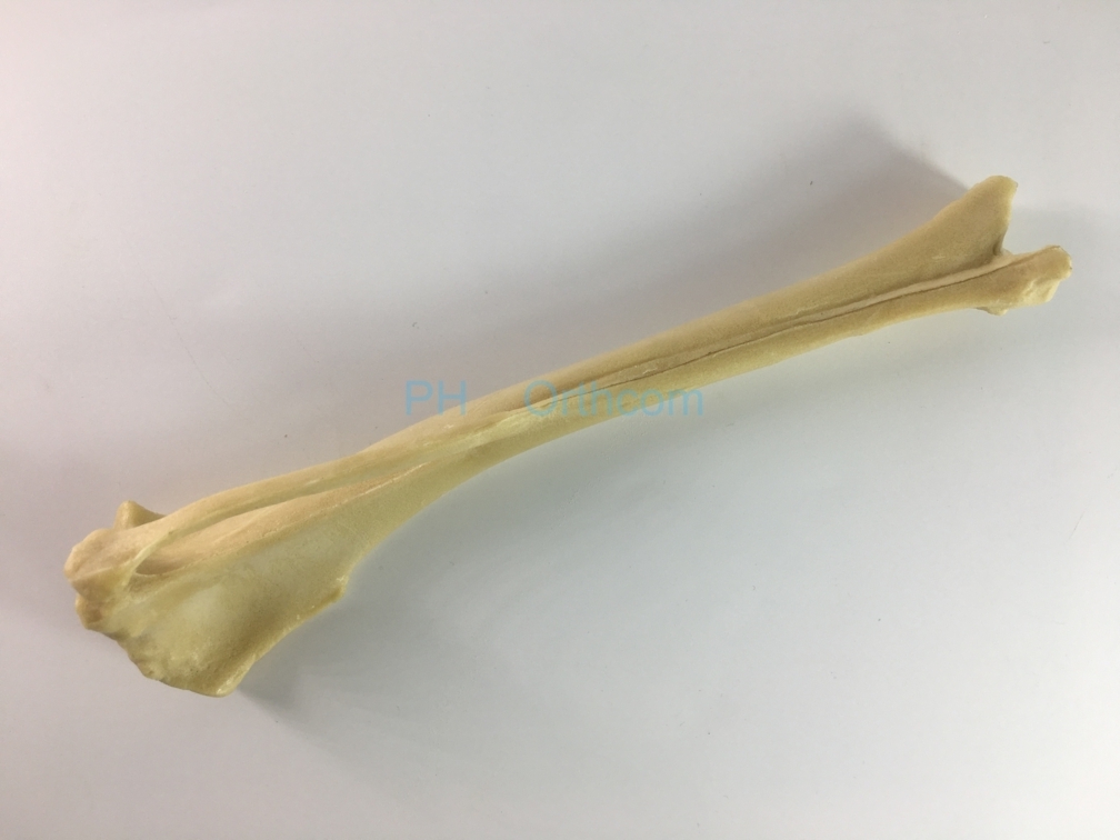 Canine/Dog Scientific Skeleton Model /Femur And Tibia For Veterinary Education And Practice Use-2 Canine/Dog Scientific Skeleton Model /Femur And Tibia For Veterinary Education And Practice Use
