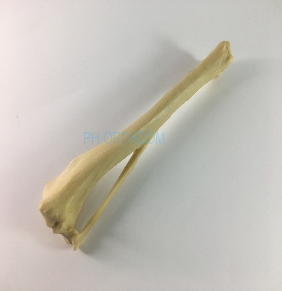Canine/Dog Scientific Skeleton Model /Femur And Tibia For Veterinary Education And Practice Use-3 Canine/Dog Scientific Skeleton Model /Femur And Tibia For Veterinary Education And Practice Use