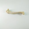 Canine/Dog Scientific Skeleton Model /Femur And Tibia For Veterinary Education And Practice Use-4 Canine/Dog Scientific Skeleton Model /Femur And Tibia For Veterinary Education And Practice Use