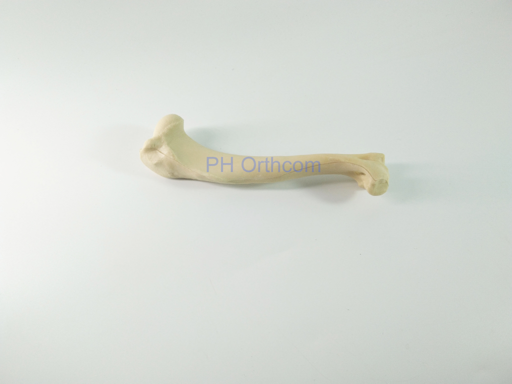 Canine/Dog Scientific Skeleton Model /Femur And Tibia For Veterinary Education And Practice Use-4 Canine/Dog Scientific Skeleton Model /Femur And Tibia For Veterinary Education And Practice Use