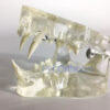 Feline Clear Jaw Model For Veterinary Education And Practice Use Small Animal Veterinary Teaching Models-0 Feline Clear Jaw Model For Veterinary Education And Practice Use Small Animal Veterinary Teaching Models