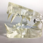 Feline Clear Jaw Model For Veterinary Education And Practice Use Small Animal Veterinary Teaching Models