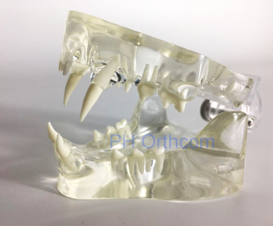 Feline Clear Jaw Model For Veterinary Education And Practice Use Small Animal Veterinary Teaching Models-0 Feline Clear Jaw Model For Veterinary Education And Practice Use Small Animal Veterinary Teaching Models