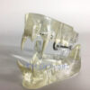 Feline Clear Jaw Model For Veterinary Education And Practice Use Small Animal Veterinary Teaching Models-1 Feline Clear Jaw Model For Veterinary Education And Practice Use Small Animal Veterinary Teaching Models