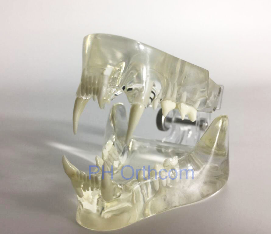 Feline Clear Jaw Model For Veterinary Education And Practice Use Small Animal Veterinary Teaching Models-1 Feline Clear Jaw Model For Veterinary Education And Practice Use Small Animal Veterinary Teaching Models
