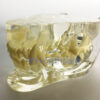 Feline Clear Jaw Model For Veterinary Education And Practice Use Small Animal Veterinary Teaching Models-2 Feline Clear Jaw Model For Veterinary Education And Practice Use Small Animal Veterinary Teaching Models