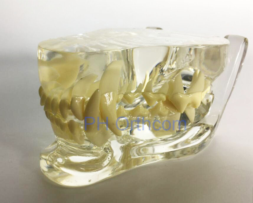 Feline Clear Jaw Model For Veterinary Education And Practice Use Small Animal Veterinary Teaching Models-2 Feline Clear Jaw Model For Veterinary Education And Practice Use Small Animal Veterinary Teaching Models