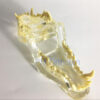 Feline Clear Jaw Model For Veterinary Education And Practice Use Small Animal Veterinary Teaching Models-3 Feline Clear Jaw Model For Veterinary Education And Practice Use Small Animal Veterinary Teaching Models