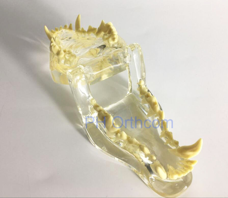Feline Clear Jaw Model For Veterinary Education And Practice Use Small Animal Veterinary Teaching Models-3 Feline Clear Jaw Model For Veterinary Education And Practice Use Small Animal Veterinary Teaching Models